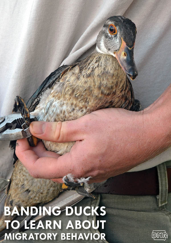 Each year in late summer at 31 Iowa locations, seclusive wood ducks are captured and banded as part of a u.S. and Canadian effort to learn their migratory pathways, survival rates and breeding areas. The efforts help establish hunting seasons and regulations. | Iowa DNR